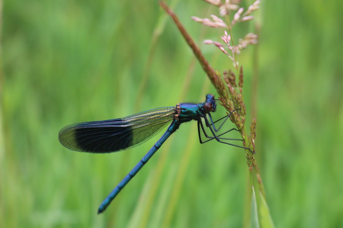 SBJMPhotography's tweet photo. I haven’t done this in a while. Here is a #BandedDemoiselle hanging onto some grass, captured on the weekend. (It looks better when opened landscape)

#WexMondays #fsprintmonday #sharemondays2020 #APPicoftheweek #potd #ukpotd #ThePhotoHour #Dragonfly #damselfly @WNpix https://t.co/vy1MfaTMr2
