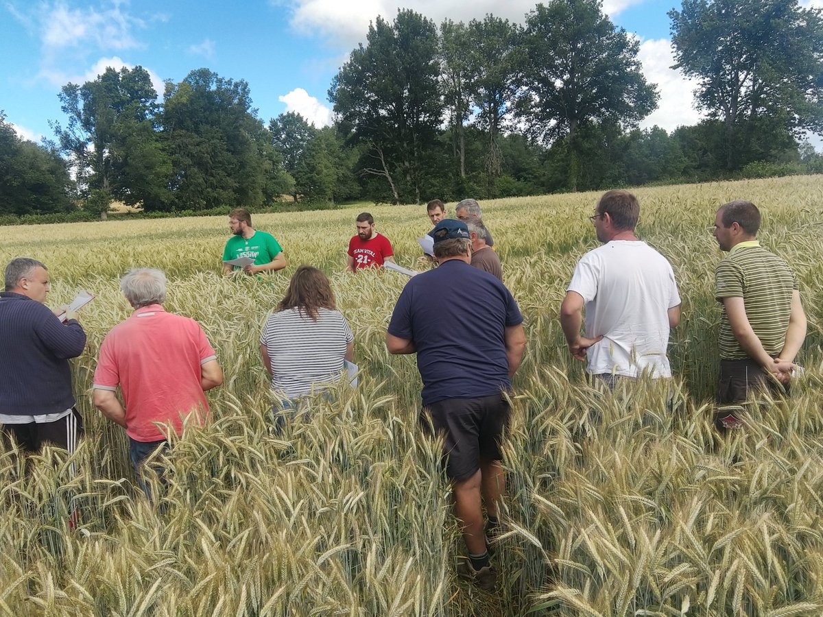 sebfr23's tweet photo. Connaissez vous le #triticale et l #épeautre 🤔🤔
Vous auriez dû participer a la visite de l essai mis en place par la @ChambAgri23 sur une de mes parcelle pour comparer plusieurs variétés de ces céréales 👨🌾 adaptées aux terrains à faible potentiel
#formation
#progresgenetique https://t.co/B3Wp8qGkfY