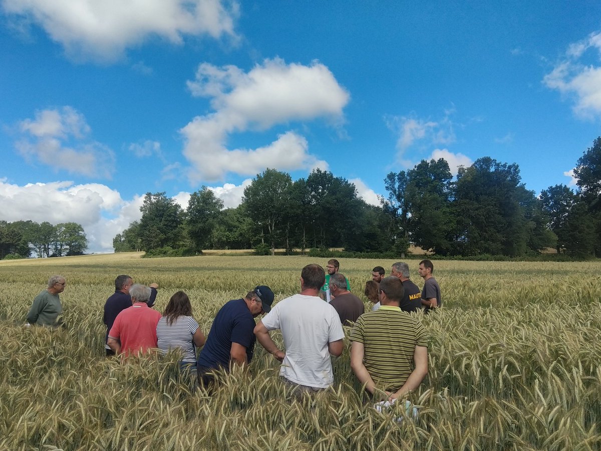 sebfr23's tweet photo. Connaissez vous le #triticale et l #épeautre 🤔🤔
Vous auriez dû participer a la visite de l essai mis en place par la @ChambAgri23 sur une de mes parcelle pour comparer plusieurs variétés de ces céréales 👨🌾 adaptées aux terrains à faible potentiel
#formation
#progresgenetique https://t.co/B3Wp8qGkfY