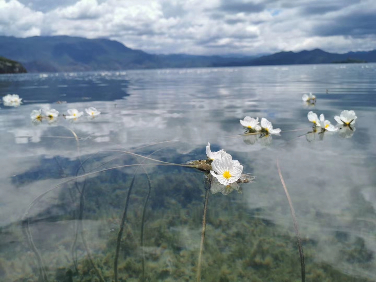 CCTV's tweet photo. Ottelia acuminata, an edible aquatic plant endemic to southwest China, is in full bloom on Lugu Lake in Yunnan province. #HiChina #SeeChina https://t.co/nVsxexYTSn