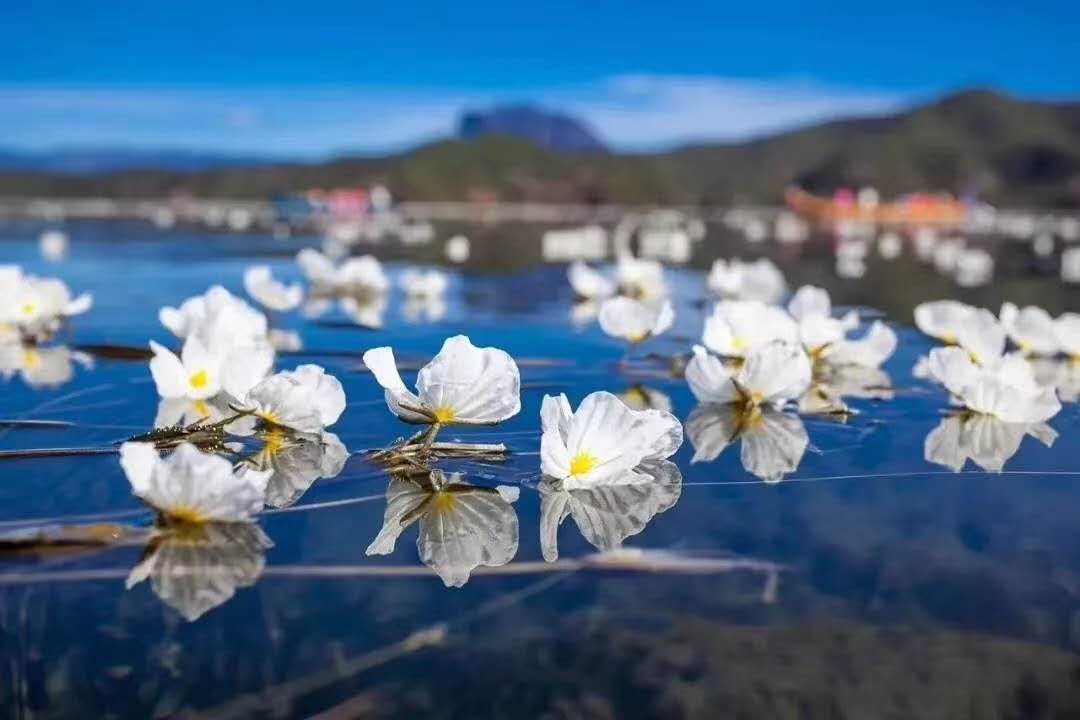 CCTV's tweet photo. Ottelia acuminata, an edible aquatic plant endemic to southwest China, is in full bloom on Lugu Lake in Yunnan province. #HiChina #SeeChina https://t.co/nVsxexYTSn