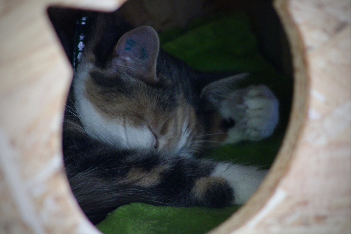 AliciaCapitani's tweet photo. Les chats sont tellement beaux quand ils dorment... 🥰 @ronroncafe https://t.co/TA2zf52mSb