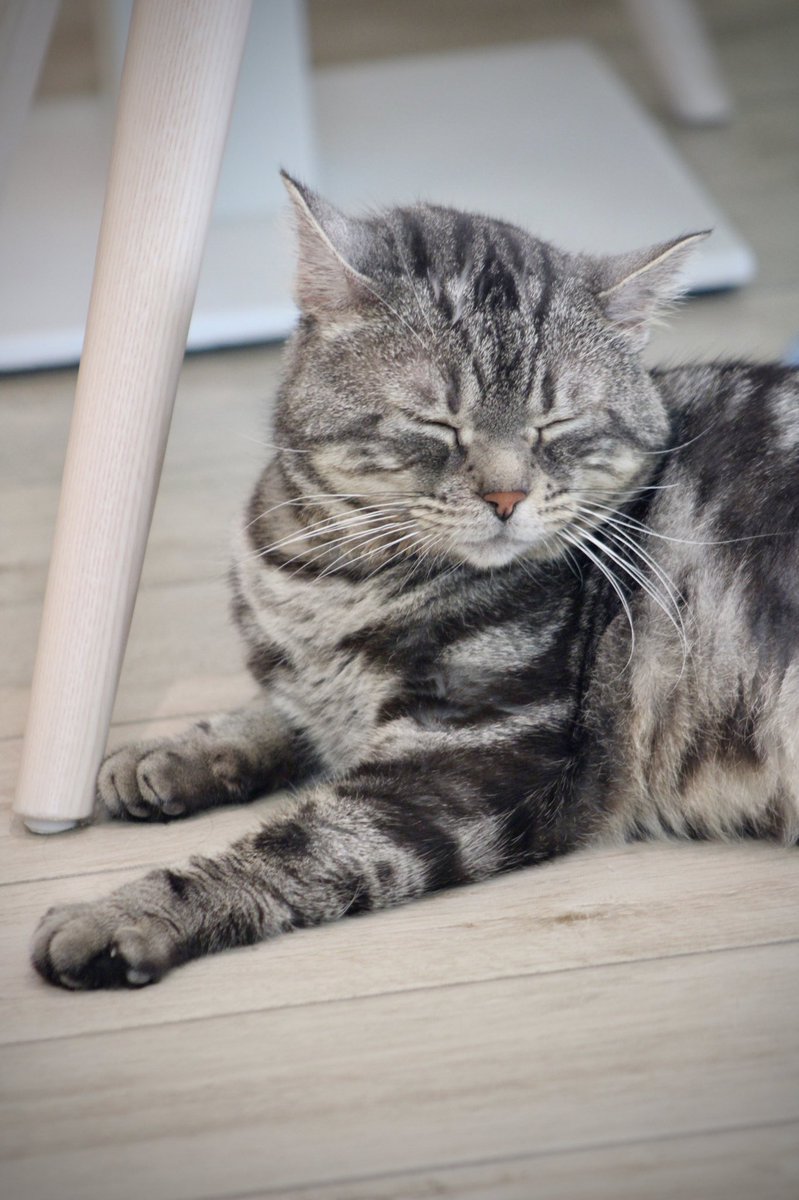 AliciaCapitani's tweet photo. Les chats sont tellement beaux quand ils dorment... 🥰 @ronroncafe https://t.co/TA2zf52mSb