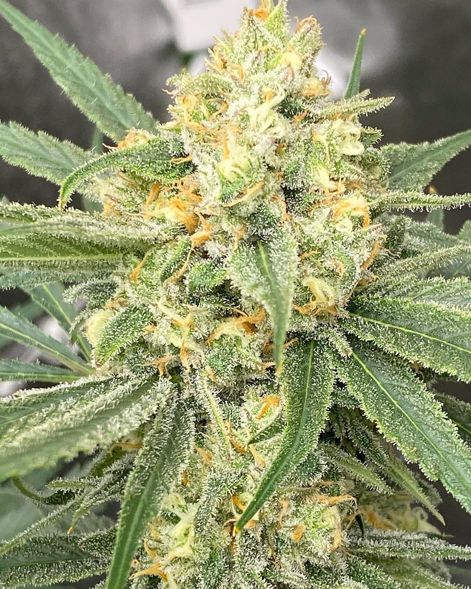 BarneysAms's tweet photo. 📷@the_farmicy
Cookies 🍪 Kush by @barneys_farm looking pretty at Day 39 under the @Loriflux 8Blade!
.
#Cannabis #420 #THC #MMMP #MMMPCompliant #Michigents #Loriflux #Organic #PureMichigan #MicroGrowery #Indoor #Indica #Sativa https://t.co/29m5a9VzS0