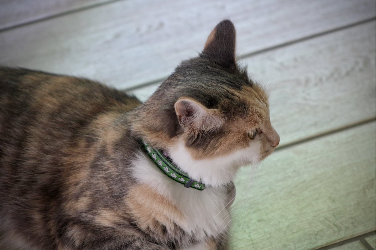 AliciaCapitani's tweet photo. Et une autre adorable pitchoune chez @ronroncafe 😺 https://t.co/i0NiLjyrBy