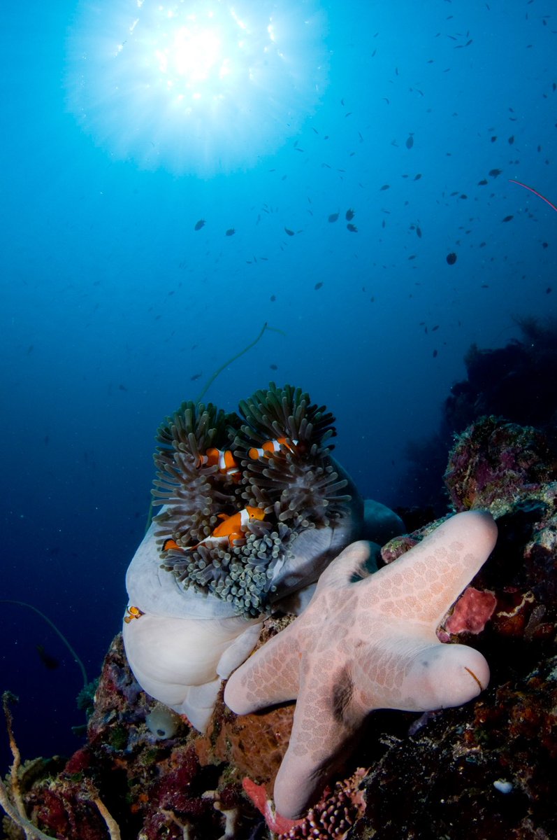 Komodo kemarin, <a href="/pinneng/">IG: Pinneng</a> sempat diving. Denger2 katanya sekarang uji coba utk dibuka kembali.  Cek2 videonya deh, gilss keren gilak!! 

youtu.be/b9g1AQlfxkY 

Oya, yg belum subscribe, silakan looh 🙏🏼 bikin kami Team <a href="/WetTraveler/">wet traveler</a> hepi 😊