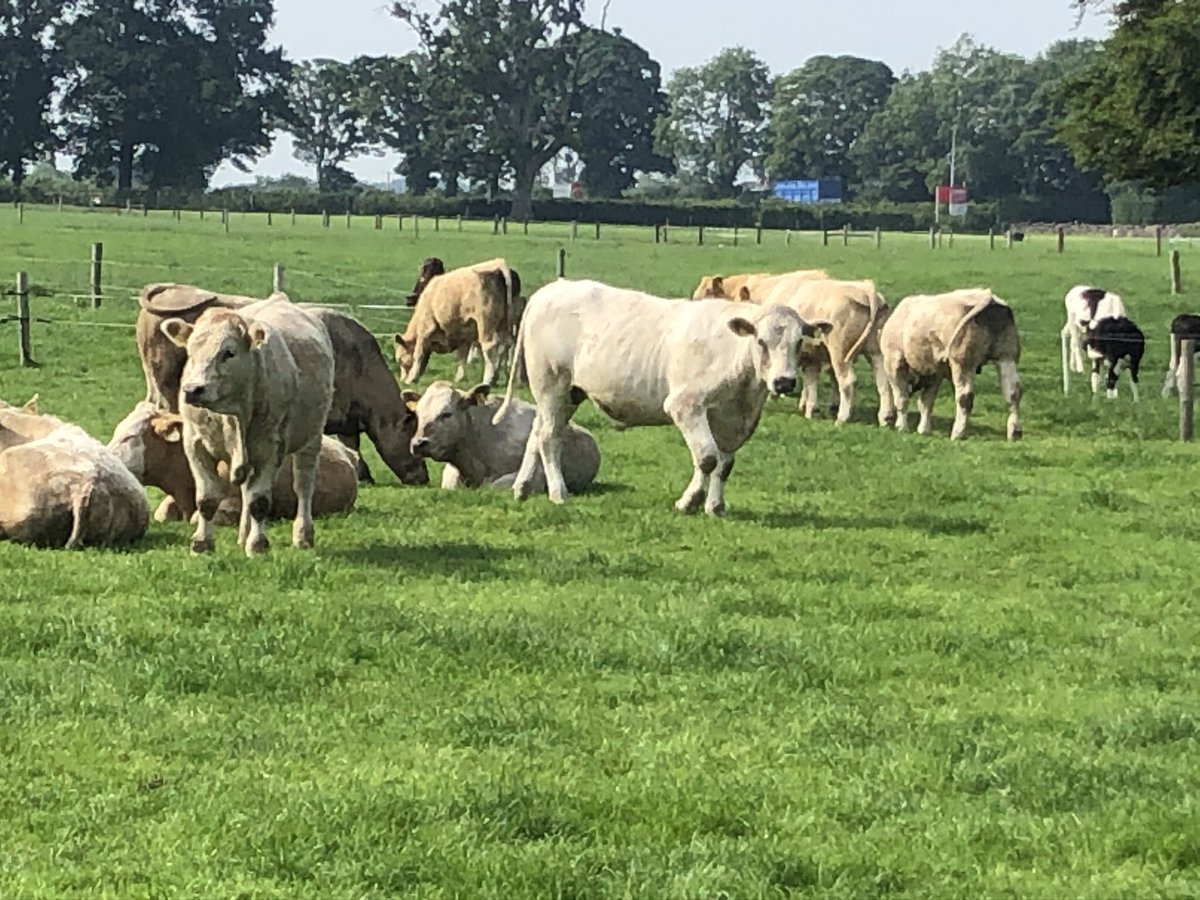 ajwwoods's tweet photo. It all kicks off today. Delighted to be partnering with @teagasc to deliver the @TeagascBeef virtual beef week 2020. Tune in to https://t.co/B58bv2SqtV at 12pm to check out @farmersjournal first episode on suckler beef production.We’ll talk Derrypatrick, health issues and figures https://t.co/VKUzzsFzTY