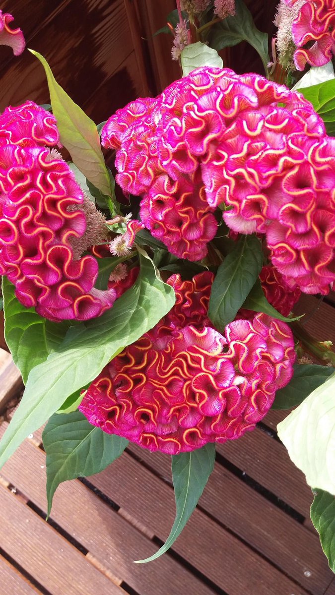 Gooood morning! 
Today 4 shades of pink.... 😍😉
<a href="/barendsenexport/">Barendsen Aalsmeer</a>