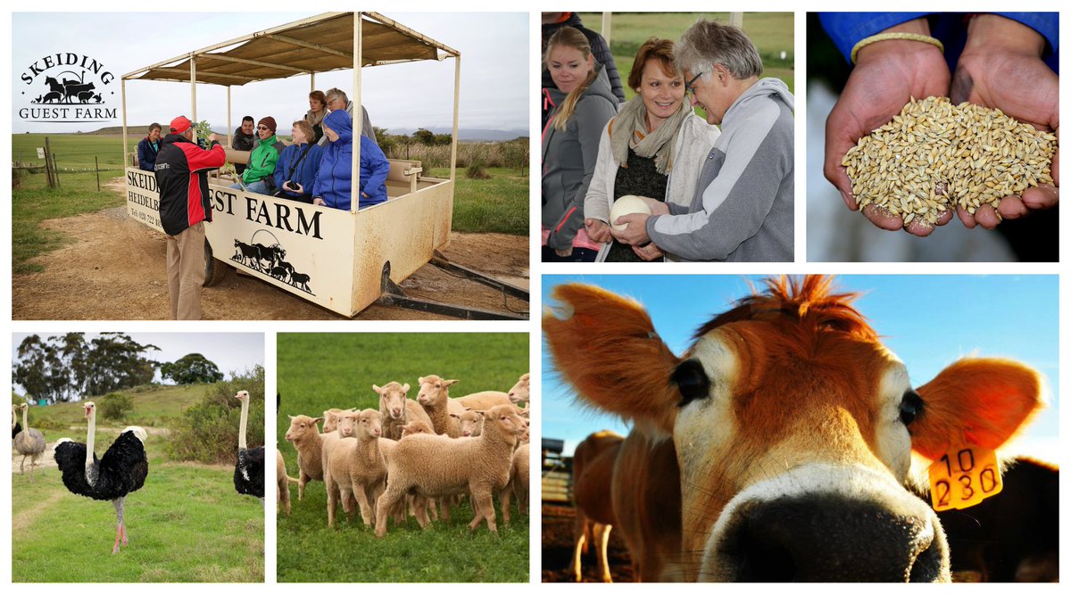 Agro-tourism links farming-based production with tourism in order to attract visitors on a farm for purposes of educating and entertaining them.
Good examples of Agro-tourism in South Africa.
#MooiplaasGuestHouse in Oudtshoorn.
#SkeidingGuestFarm in Heidelberg, Western Cape