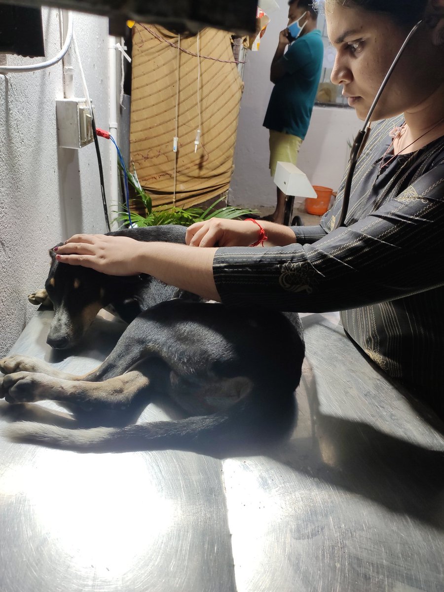 HelpingHandOrg6's tweet photo. Tarzoo Pet Care For Treatment.The Team Done The Treatment Till 11:30Pm With Their
Pure https://t.co/SKDEcHkk3o The Regular Check Ups Are Going Good.The Team Do Look Out After 'KALU' And Do The Needy FirstAid Treatment At The Given Time !! Hopefully He Gonna Recover Very Soon. https://t.co/eRXHy6CrCE