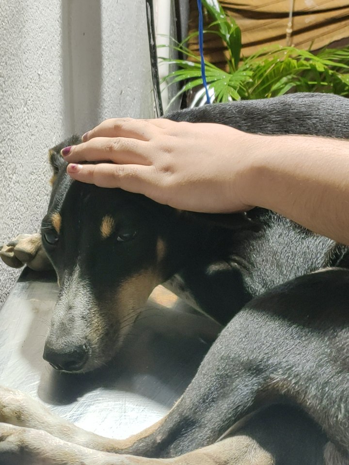 HelpingHandOrg6's tweet photo. Tarzoo Pet Care For Treatment.The Team Done The Treatment Till 11:30Pm With Their
Pure https://t.co/SKDEcHkk3o The Regular Check Ups Are Going Good.The Team Do Look Out After 'KALU' And Do The Needy FirstAid Treatment At The Given Time !! Hopefully He Gonna Recover Very Soon. https://t.co/eRXHy6CrCE