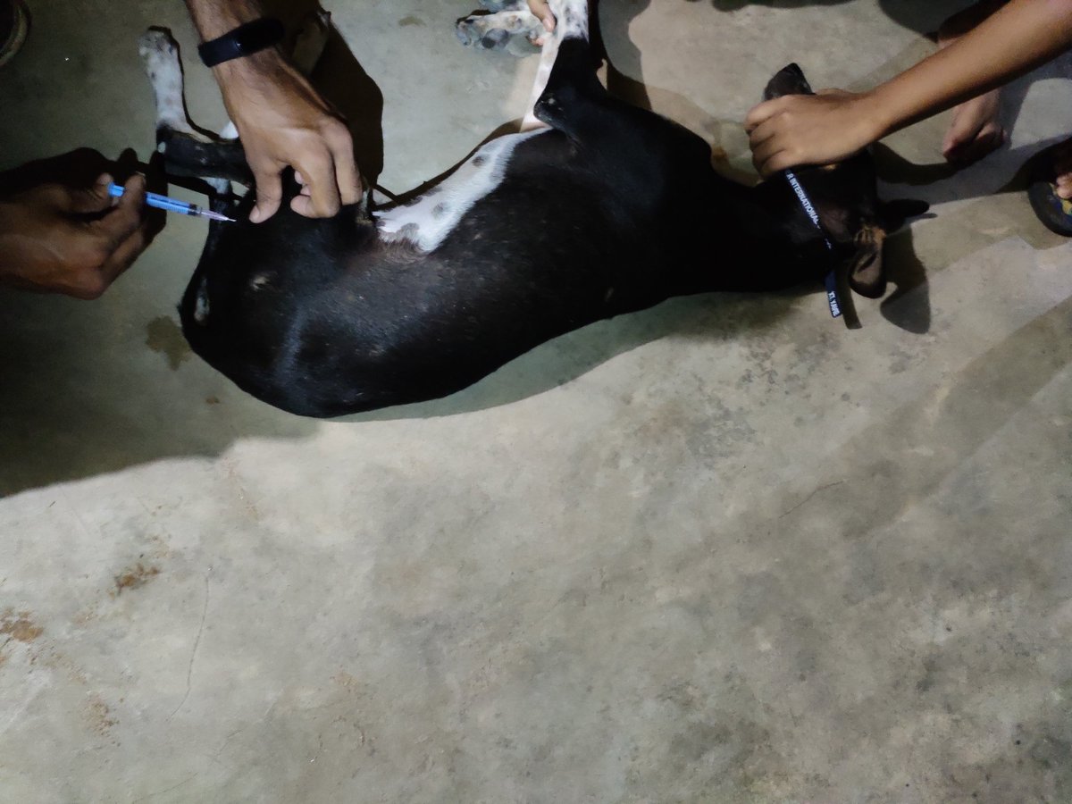 HelpingHandOrg6's tweet photo. Tarzoo Pet Care For Treatment.The Team Done The Treatment Till 11:30Pm With Their
Pure https://t.co/SKDEcHkk3o The Regular Check Ups Are Going Good.The Team Do Look Out After 'KALU' And Do The Needy FirstAid Treatment At The Given Time !! Hopefully He Gonna Recover Very Soon. https://t.co/eRXHy6CrCE