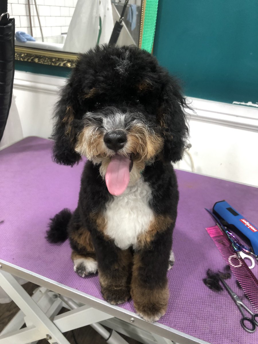 hound dog hairdressing