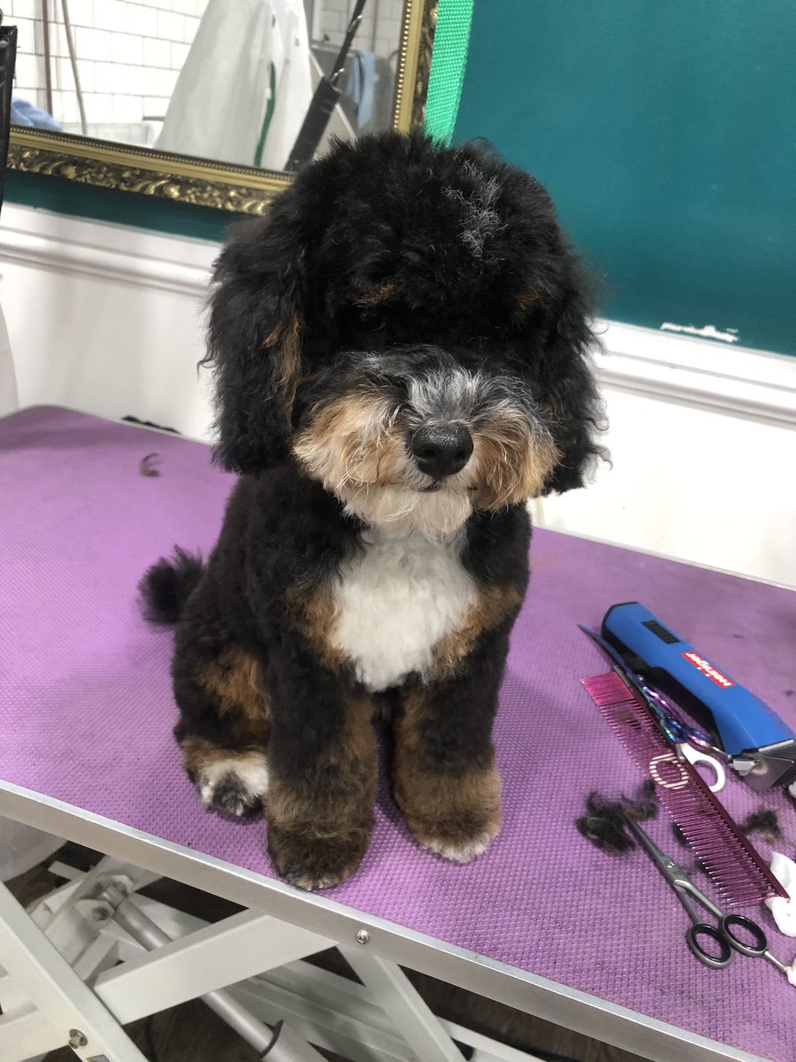 Sweet little Meg - she’s a lockdown puppy so hadn’t previously made it to the groomers but her mum did all the right things at home with lots of brushing, bathing &amp; drying 

#lockdownpuppy #firsthaircut #dogsofinstagram #mcrdogs #doglife #puppylove #puppiesofinstagram #puppylife