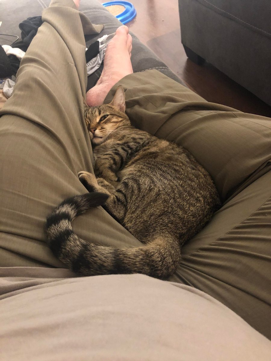 MeowMoeDotCom's tweet photo. After two #Months of #Acclimating to the new #House and #Kids, #Gidgy is #Warming up.
#Cats #Cat #Kittens #Kitten #Kitty #Pets #Pet #Meow #Moe #CuteCats #CuteCat #CuteKittens #CuteKitten #MeowMoe
https://t.co/4akLWCMSuN https://t.co/GTcmneVOby