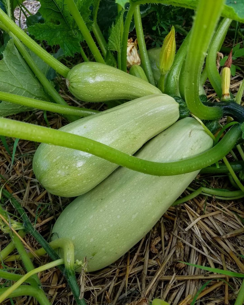 nadasto's tweet photo. Le meilleur investissement qui soit. Plantez des courgettes bio 🤗
#economies #manger #zucchini #cavatropvite #naturelovers #damenature #courges #curcubitaceae #garden #potager #organicfood #healthyfood #foodlovers #capousse #growup #savoureztoulouse … https://t.co/kaoylwwPs9 https://t.co/rgugQ2zUNd
