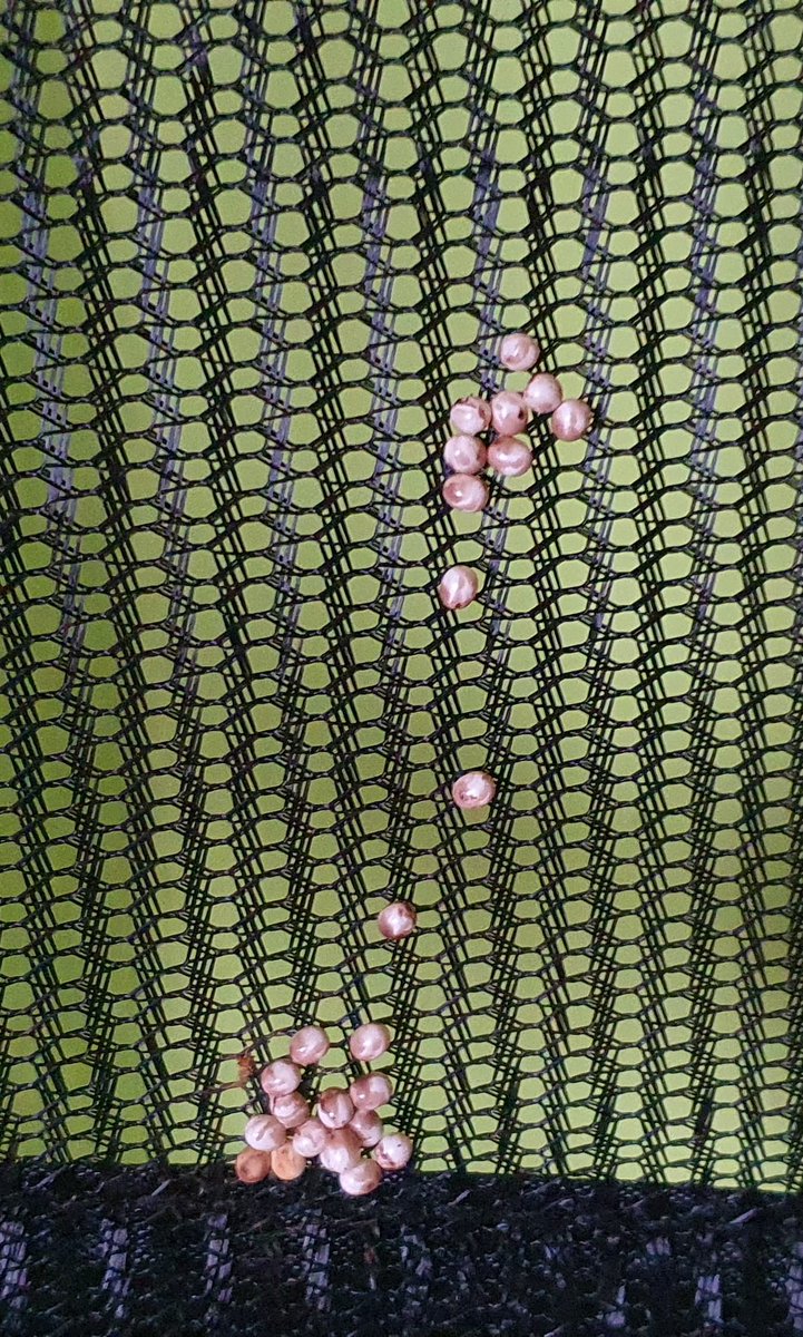 Miss_Coleoptera's tweet photo. Nudaurelia krucki https://t.co/5FaDcqnpno