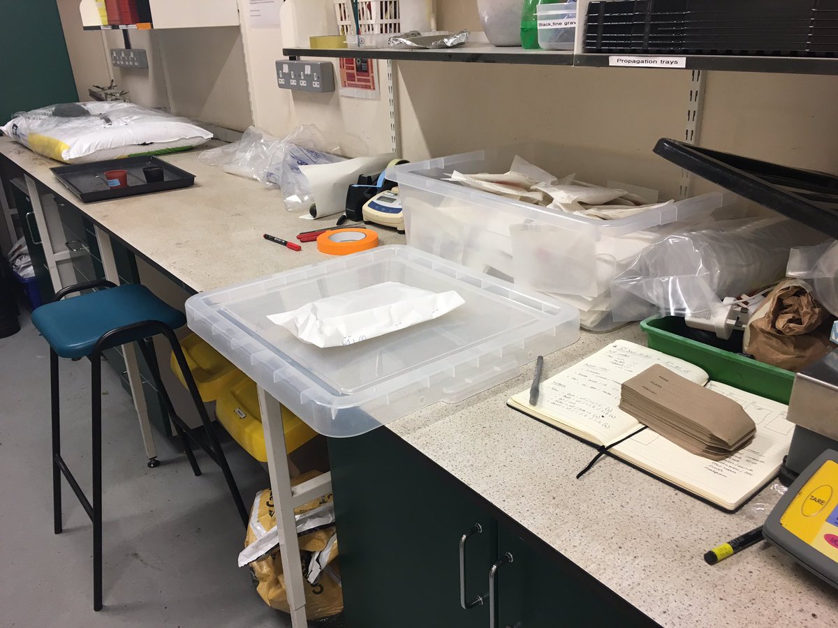 BotanicJack's tweet image. Back in the lab - threshing tilling population of BLUS1 @IWYP_wheat! It isn’t a sexy task, but we’re back in business!! @PlantEssex @ResearchEssex #Iwyp #wheat #backinthelab