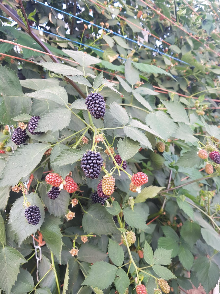 colbeggie's tweet photo. Colbeggie has been a bit hectic of late. The Barrie Box hut has taken off and a steady stream of @berrygardensltd orders coming keeping our staff busy! Husbandry work has continued with @driscollsberry Victoria going into the tunnels #scottishsoftfruit #berries https://t.co/UMrkY1SzXf