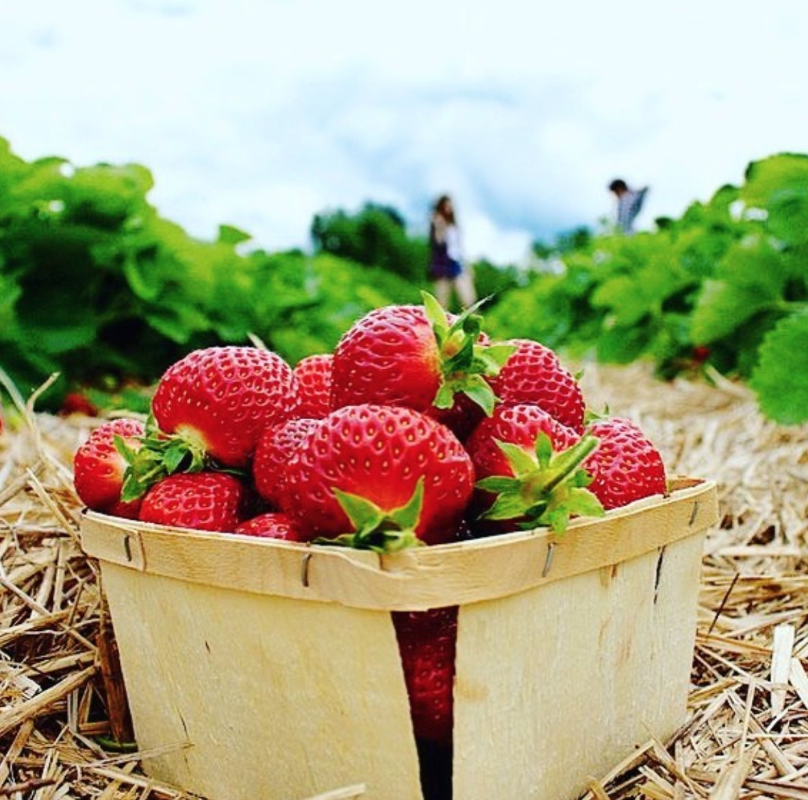haveitallAV's tweet photo. Product of: Just down the road!
Have a great time picking fresh Annapolis Valley strawberries.
#HaveitAllAV #Strawberries #UPick #AnnapolisValley #NovaScotia https://t.co/gZEHYto1es