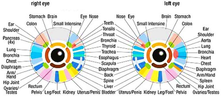 Today's Lesson: Iridology Charts.