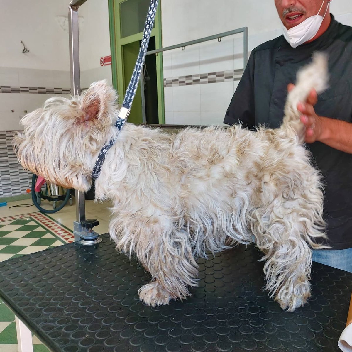 ShowerBeauty's tweet photo. ✂️ Workshop West Hingland White Terrier ✂️#Margot #groomerlife #mondaymood #gamesworkshop #doggroomer #palermosoho #westhinglandwhiteterrieraalp #groomers #westhinglandwhiteterrier #prilaga #flowerworkshop #groomer #motivationmonday #workshop #workshops #igerspalermo #petgroomer https://t.co/Z1evRE98KT