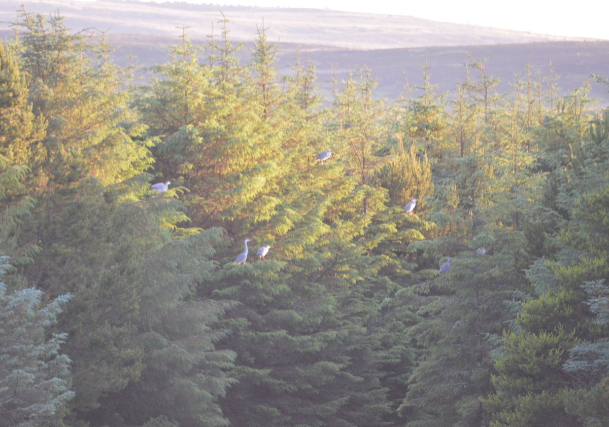 AndrewKani's tweet photo. @CaithnessBirds  What's the norm for flocks of heron, we reckon we spotted 10 last night in trees near our home. https://t.co/h5gL4jy3MG