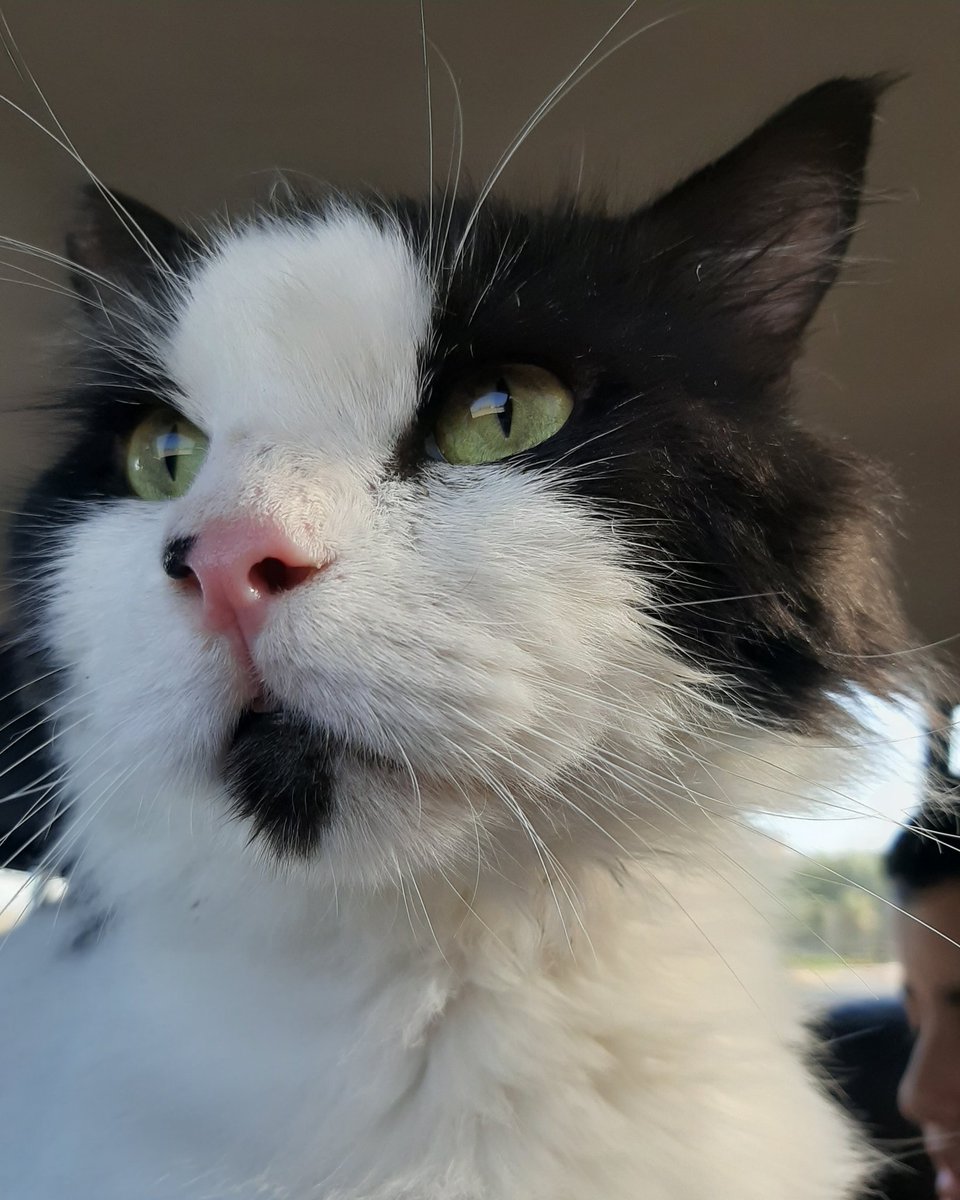 maya_bluejay's tweet photo. ❤❤❤❤

#CatsOfTwitter #Caturday #cats https://t.co/8NdTsdiGNM