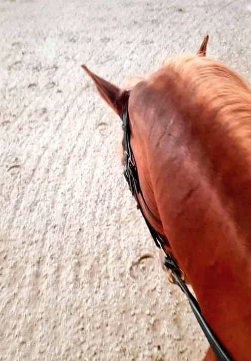Anitasande00's tweet photo. It's a meaning with everything being said ... 6th horse today, now i have time, so why not💪 ...
#everythinghasameening #sowhynot #coronavirus #backonthehorse #again #mydubai #nicehorses #luckyme #Training https://t.co/zuNMLPu9IH