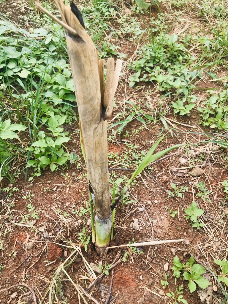 J’ai aussi profiter pour prendre quelques graines de  pour voir et contrôler aussi si mes plants avaient déjà des bourgeons et résultat . tout est grâce . #Pikoloculture  #BientotDesCours 