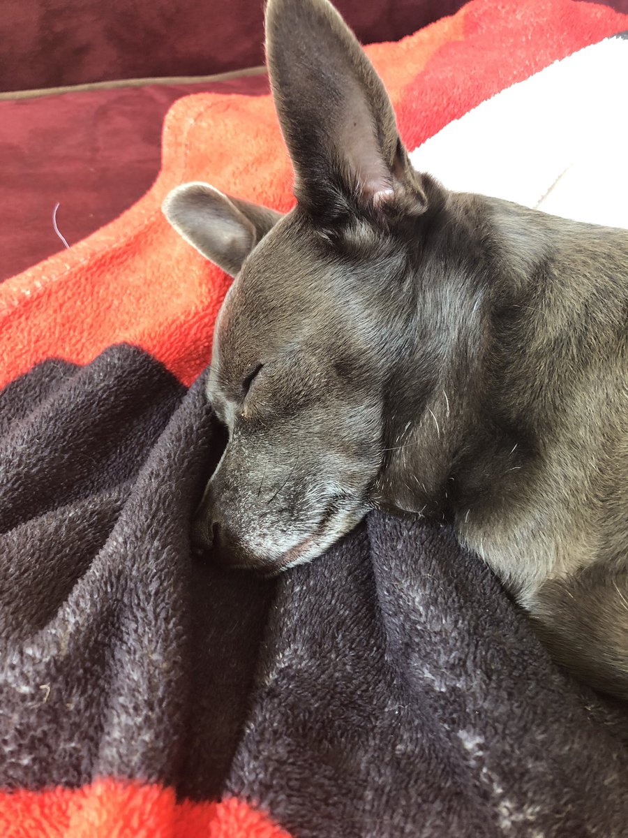 mrsberniceallen's tweet photo. @HamiltonMusical Enjoyed watching #HamiltonFilm with our #HamilDog https://t.co/if7MaleOdk