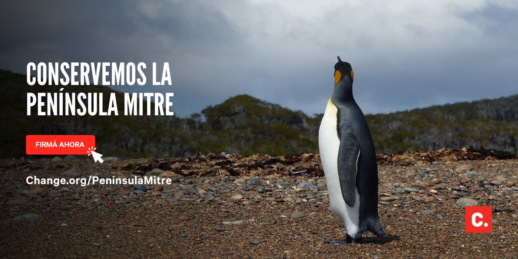 🐧 🌊 ¿Sabías que la Península Mitre es el punto de mayor captura de carbono de nuestro país? Este ecosistema es clave para la mitigación del cambio climático.