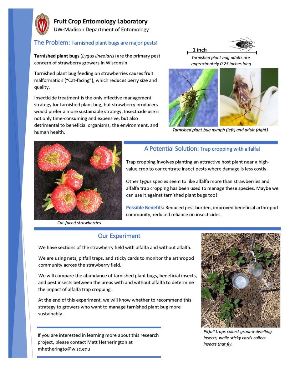 WI_fruit_ento's tweet photo. With the WI strawberry season ending, we wanted to highlight our PhD student Matt Hetherington’s work to improve sustainable management of the #TarnishedPlantBug in #strawberry using #alfalfa as a #trapcrop. 🍓 https://t.co/ZBDEwKlF0r