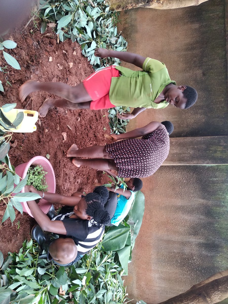 NakabuyeHildaF's tweet photo. Our solutions are in nature and it's our responsibility to reach them.
Sharing some pics during gardening with the little ones today, we prepared our small home garden and transplanted some of the tomatoes from our nursery.
#nature #ClimateAction #naturesolution https://t.co/ejYQQLDbix