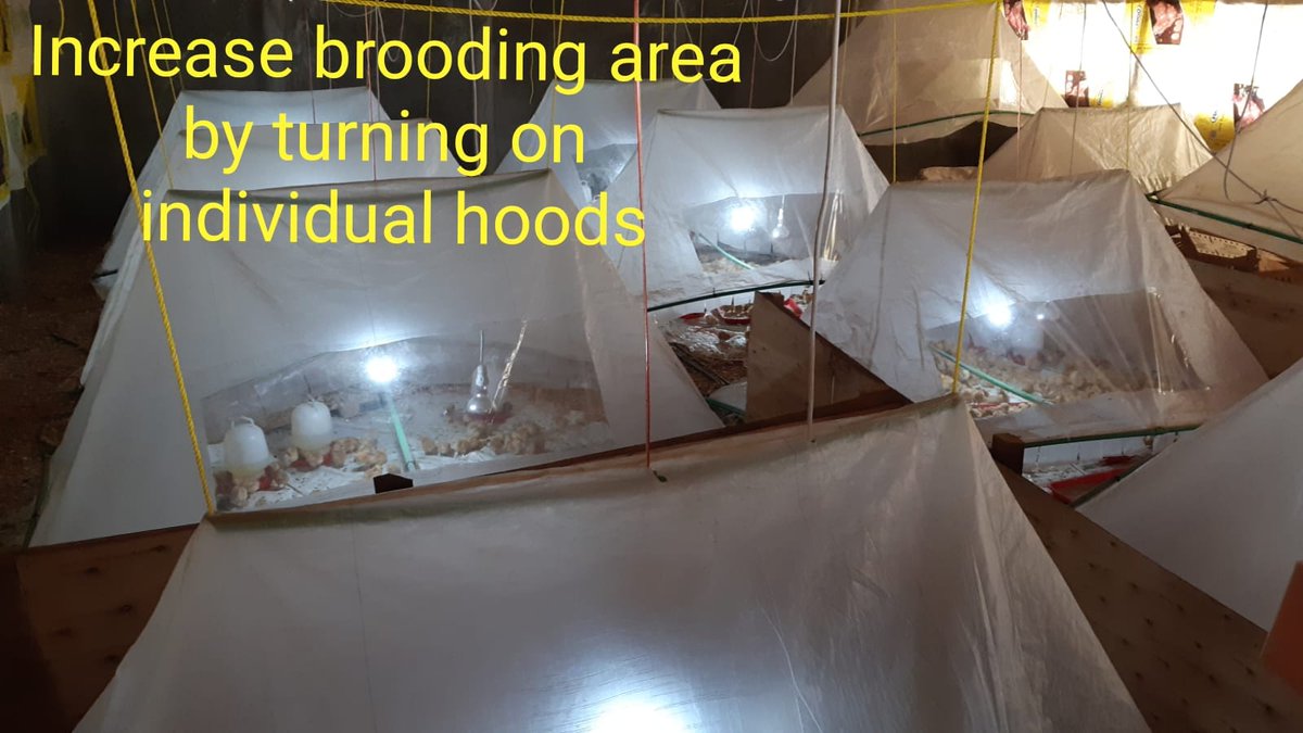 Flexi_Biogas's tweet photo. #FlexiBiogas systems provide over twice the volume of gas needed for #cooking, and the surplus can be used for other income generating activities like
value addition to crops by #drying, #pasteurising milk & yogurt, #baking buns and biscuits, chicken/pig #brooding. https://t.co/lTzv2JaZsB