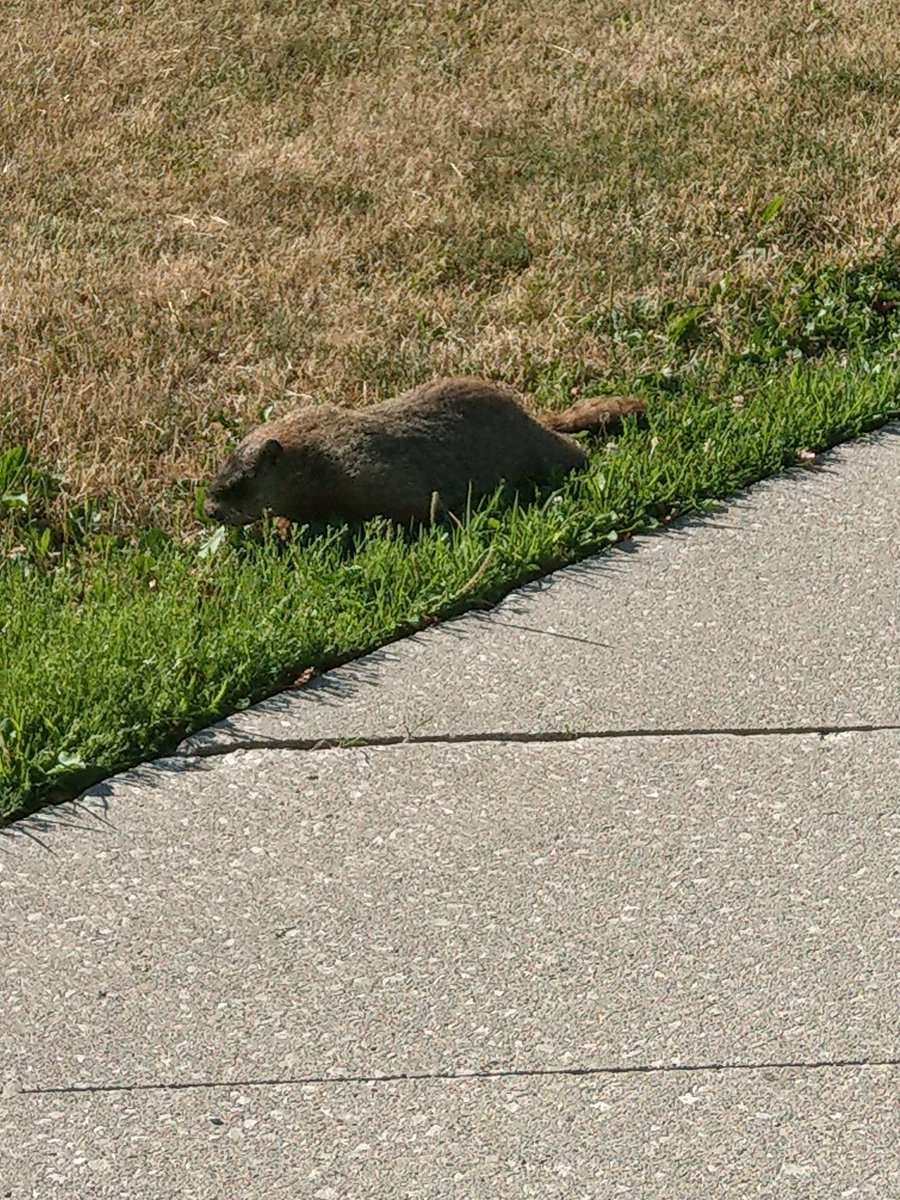 MikePest's tweet photo. Walking around campus this morning while @ChronicallyCori gets her butt reprogrammed 🤖. Already a beautiful day! #MeepMorp #citywildlife #imwalkinhere https://t.co/jcm0xsCXiI