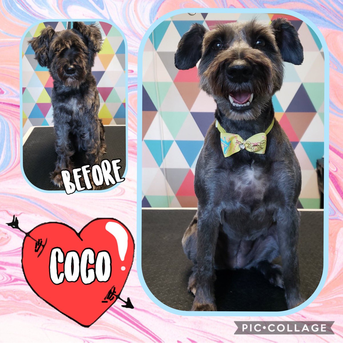 Coco is looking fabulous after being groomed by Ashlee! 😍 @mccoodavis @kathyireland @randallfetcho @SamirAlsaraf @SusanBryenton @LitchfieldFund @AlsarafMaggie8 @Stylejulieanne @timeoutchicago @tailsmagazines @chicagodogs @wisebeautyqueen