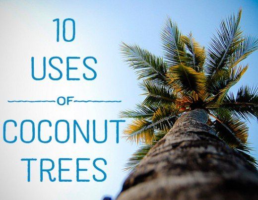 CoconutCCA's tweet photo. Coconut trees are often referred to as the "Tree of Life" because every part of the coconut can be used. Here are 10 uses of Coconut Trees https://t.co/mMSJLNFWxN
#coconut #coconutuses #coconuts #ccainfo https://t.co/lt9toh14CA