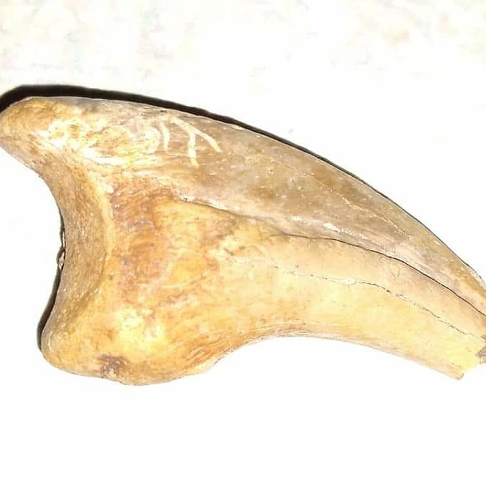D_MuseumCenter's tweet photo. It's in pieces, but this is a nice #juvenile #ceratopsid #squamosal, about 7 inches (we have many more pieces - it was blown on the surface). Also a couple photos from yesterday, of a #tyrannosaur #claw and an #Ankylosaur #tooth. #fossilfriday #livefromthefield #dinosaur https://t.co/ExOyIef0hU