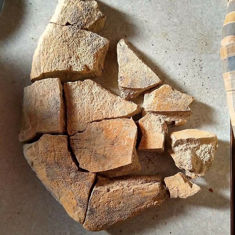 D_MuseumCenter's tweet photo. It's in pieces, but this is a nice #juvenile #ceratopsid #squamosal, about 7 inches (we have many more pieces - it was blown on the surface). Also a couple photos from yesterday, of a #tyrannosaur #claw and an #Ankylosaur #tooth. #fossilfriday #livefromthefield #dinosaur https://t.co/ExOyIef0hU
