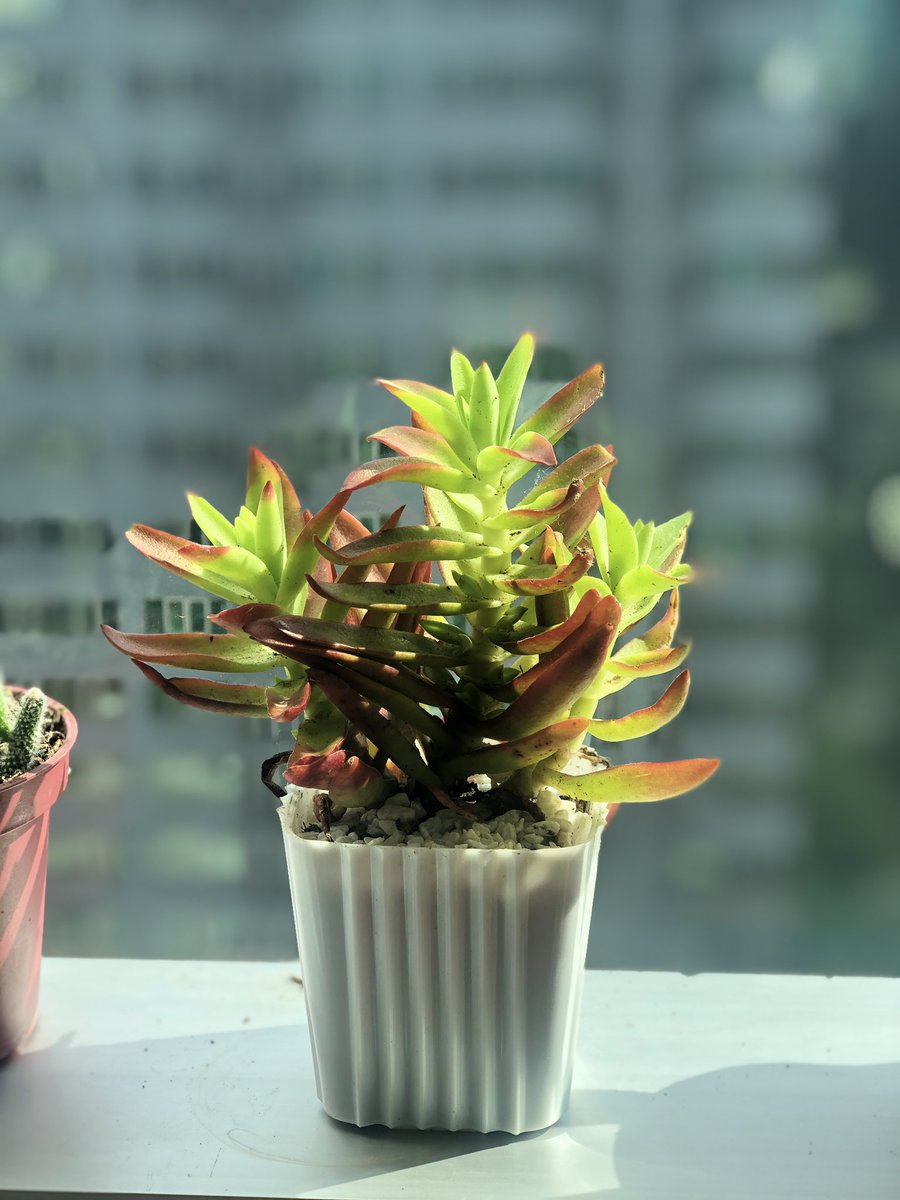 GineteJerna's tweet photo. Loving my new plant 🌱 https://t.co/7HrUn9iSB3