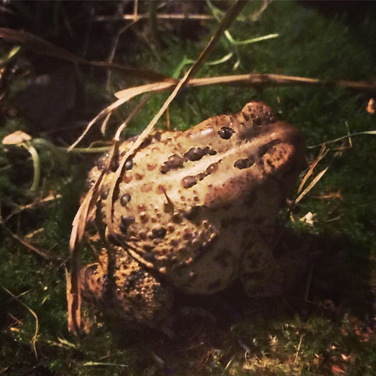 AesWildlife's tweet photo. @ToadallyPriya Anaxyrus Americanus #Toadoff https://t.co/GDl4bBsh0x