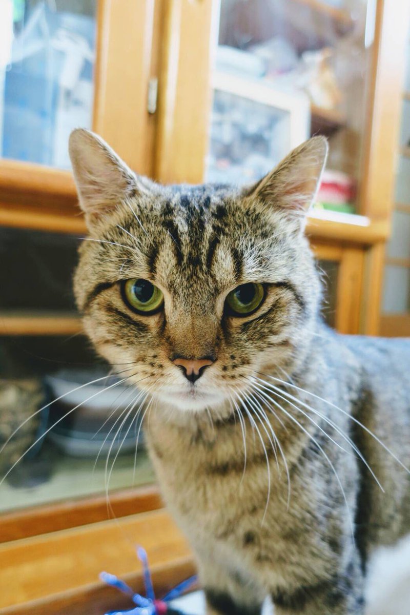 猫のミーナ hashtag on Twitter