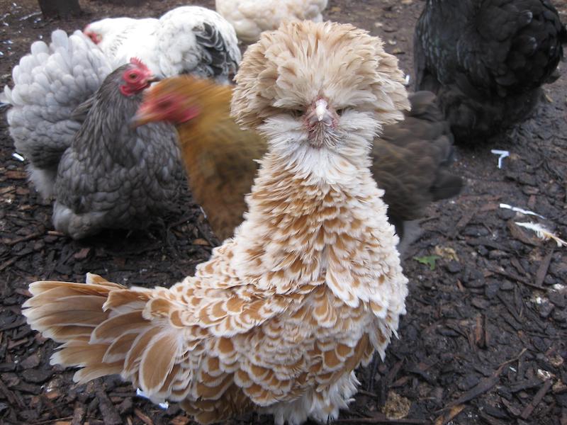 By extension, describing something as FRIZZLED came to imply that it was highly decorative, or covered in impressive frills and adornment. The word still survives like this in the name of a type of chicken called the POLISH FRIZZLE-FEATHER. It looks like this.
