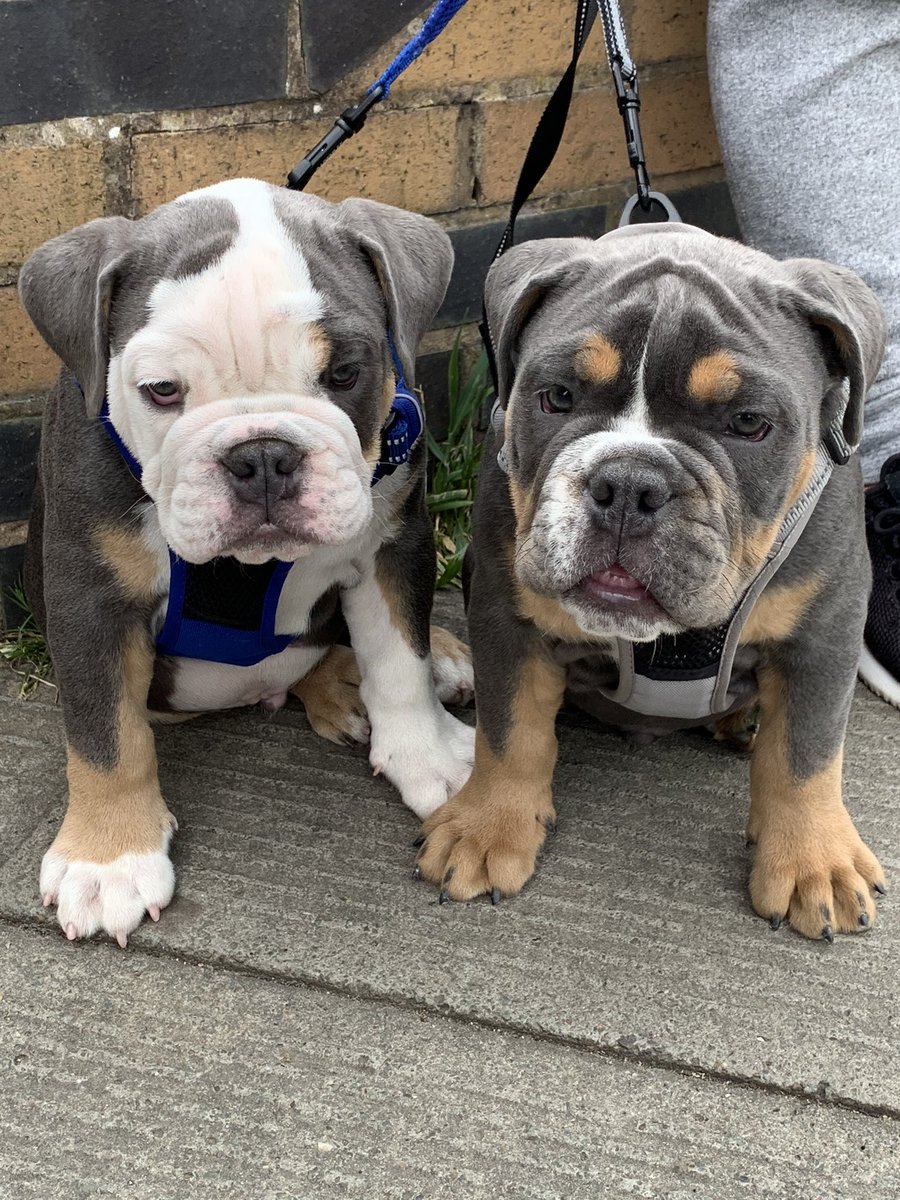 BullyCheeto's tweet image. Walkies with my brother today! #puppy #oldeenglishbulldog #Puppies  #puppiesoftwitter #brothers #walkies