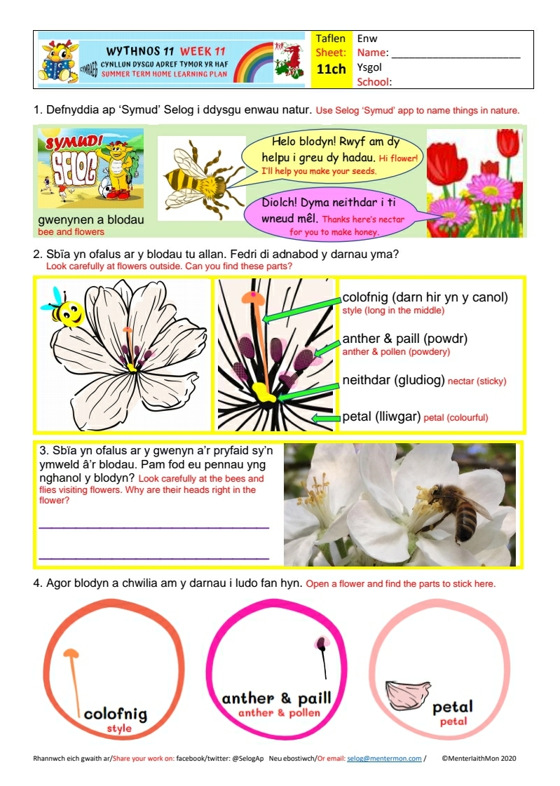 Selog Ww Gwych Blodau A U Cyfeillion Y Gwenyn Yw Un O Thema Dysgu R Wythnos