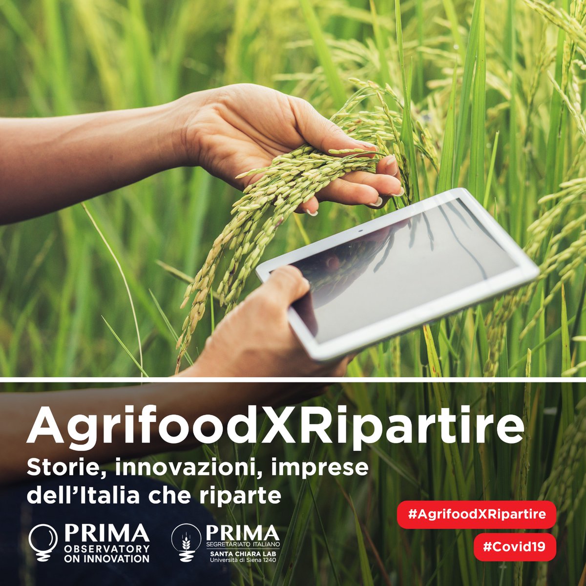 Su <a href="/ASviSItalia/">ASviS</a> un focus sul sostegno al comparto #agrifood:🌾🇮🇹 #AgrifoodXRipartire è tra le iniziative di rilievo di #AlleanzaAgisce👉bit.ly/3f5hOF9

<a href="/AngeloRiccaboni/">Angelo Riccaboni</a>:"comprendere criticità e delineare scenari futuri: lavoriamo per aiutare la ripresa del settore"
#SDGs