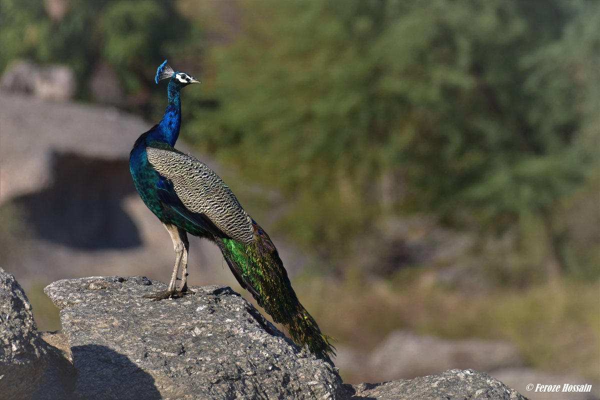 Series: Birds of Jawai
Episode_06: Peacock
Yass, even the National Bird of India sets its foot in the beautiful &amp; rocky hills of Jawai!
#unlocked #jawaisafaris #varawalleopardcamp