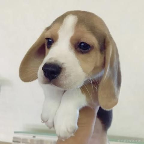 heka_co_jp's tweet photo. 中型犬とマンションで暮らすためにはちょっとした工夫を🐶❤️ワンちゃんもオーナーさんもストレスフリーな生活をおくる秘訣をご紹介します💡
https://t.co/l2AQ5cVaZ7
#pawmade #中型犬 #犬のいる暮らし #ビーグル https://t.co/QlSCjPTeDb