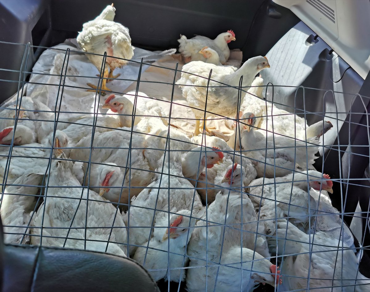 ydb_ZN's tweet image. Being A Small Scale Farmer Means &quot;Use What You Have To Get The Desired Goal&quot; Than Eventually Invest Back And Grow Your Business. No Bakkie But The Goal Was Met. Target Was 100 Chickens Yesterday And We Did 120 Units. ☑️ Eventually We Will Get The Bakkie! #farming #ILoveFarming
